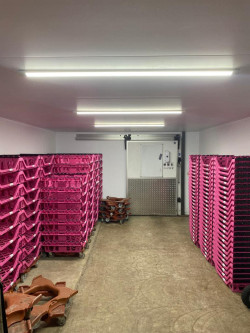 commercial lighting pink baskets